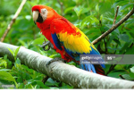 Parrot Squad! <3