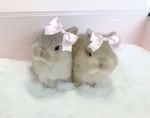 • ୨୧ bunnies ୨୧ •