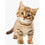 The Kats (Updated)