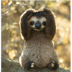team sloth/poke fam
