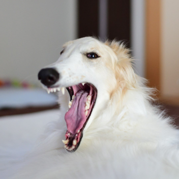 MaxiNik's abomination place