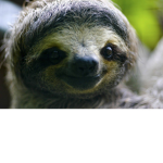 The Sloth Pack