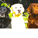 AMAZINGdogsallaroundtheworldAreINCREADIBLE!