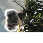 Koalas like team