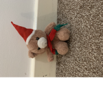 Beary sqaud