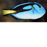 #FISH GANG ON TOP