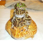 -The Pacman Frog Fan Club-