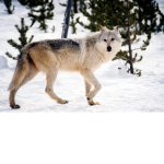 Wolves World