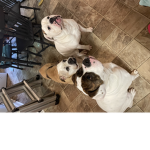 Doggy horsey group
