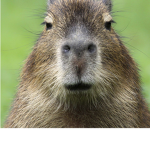 capybaras games