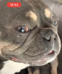 De Opagang