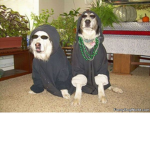 Blood dog gang gang