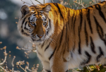 Tigers are Wild