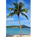 The Palm Tree