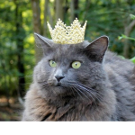 Cat Kingdom for all the cats