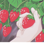 Softberrii