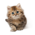 kittyq