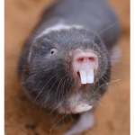 Mole Rats :D