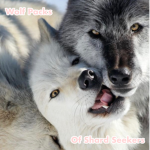 Wolf Packs of Shard Seekers