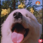 Lucky dogs!!