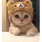 Catcakes club