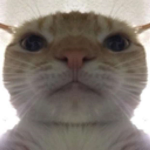 Cat swagg