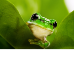 Frog's Cool Clothing
