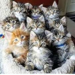 Reys Kittens
