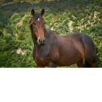 Grullo256 horse club