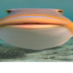 Shrimp is Good