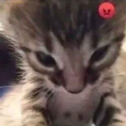 cats