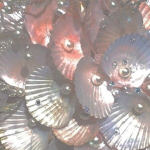 The sparkly sea shells