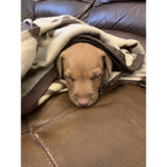 My puppy dexter