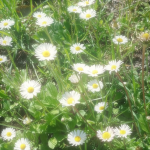Lovely Daises