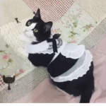D ᴀ ᴡ ɴ