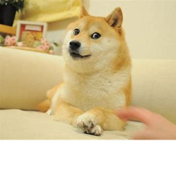 Doge Hangout