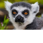 kierownicy lemurki