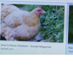 Chickens only group