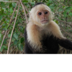 ######## monkey