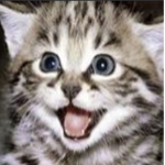 .The Kitten Group!