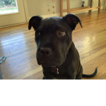 Dog ###### join this group