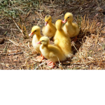 DUCK UNIVERSITY