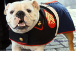 Bloxburg marine corps/navy