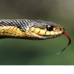 The Slithery x Snakes