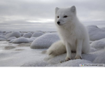 The Official SnowFox Group