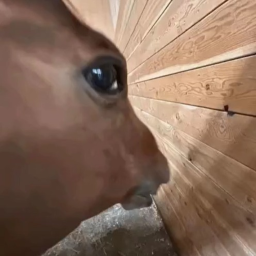 The dog dances.