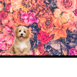 Doggy fan place