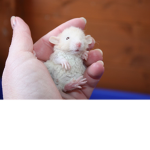 pawsndstuff