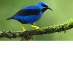 The Jaybirds
