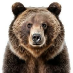 The Bear Territory